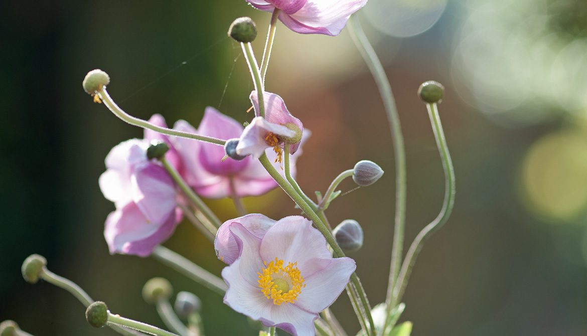 Anemones add late summer colour in a shady corner