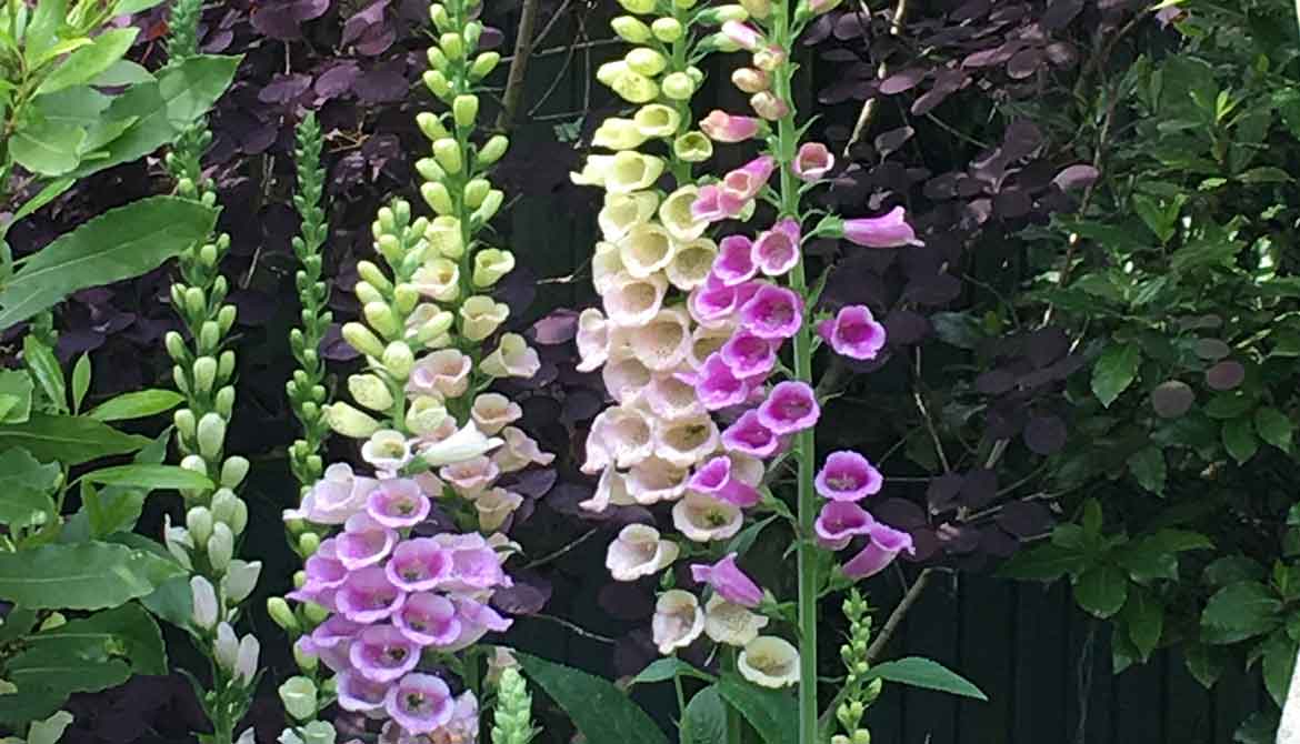 Foxgloves on the edge of a woodland