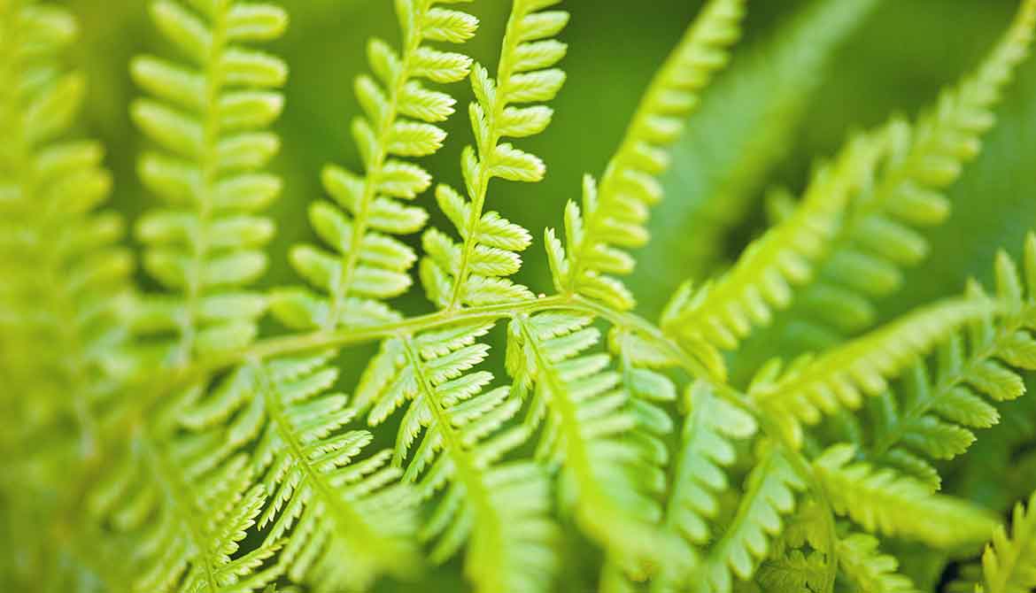 Fresh fronds on the fern
