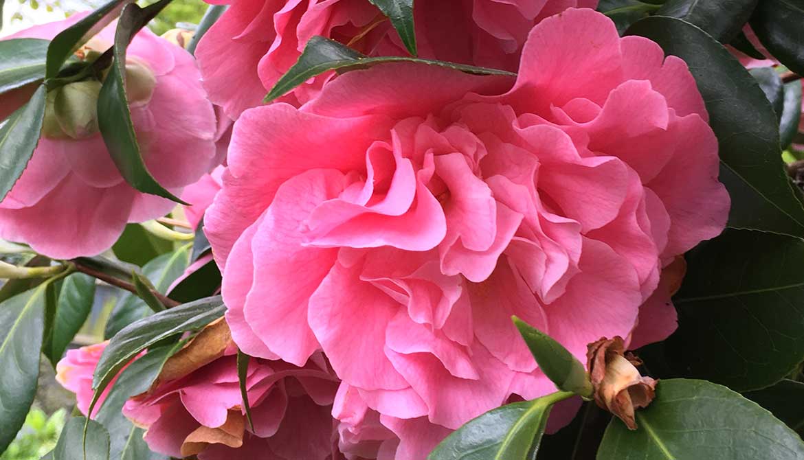 Spring flowering Camellias lift the garden in March