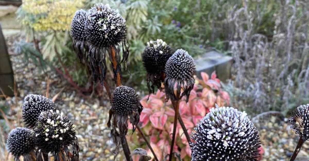 Seed heads on display during winter